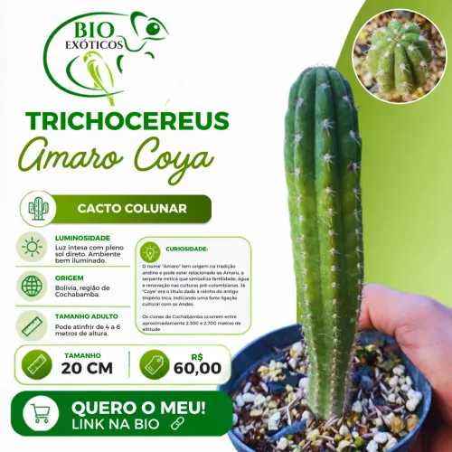 Cacto Trichocereus pachanoi Amaro coya