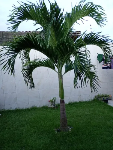 Palmeira de Manila