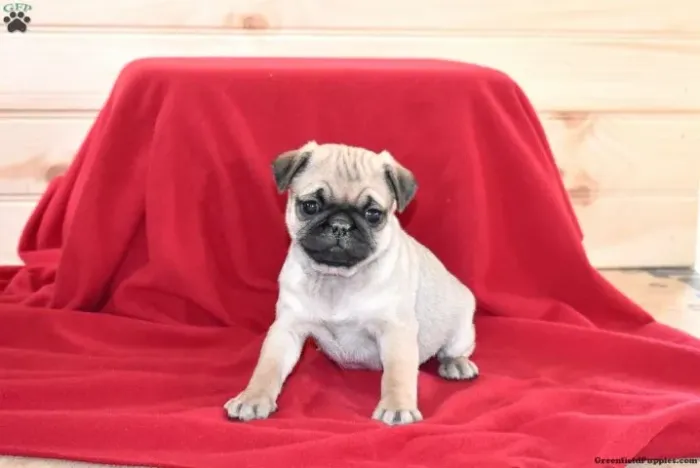 Pug pronta entrega - adquira já