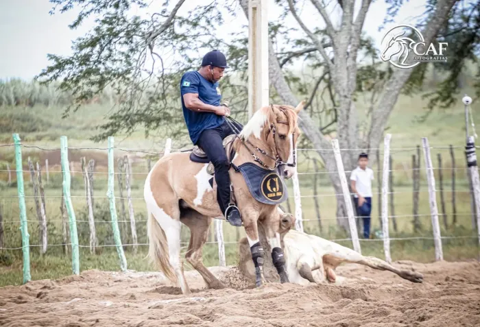Cavalo de esteira