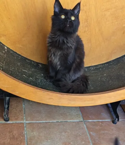 Filhotes de Maine Coon a pronta entrega