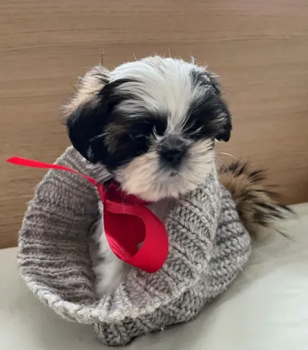 Shih Tzu fofura garantida 
