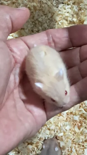 Hamster Anão Russo