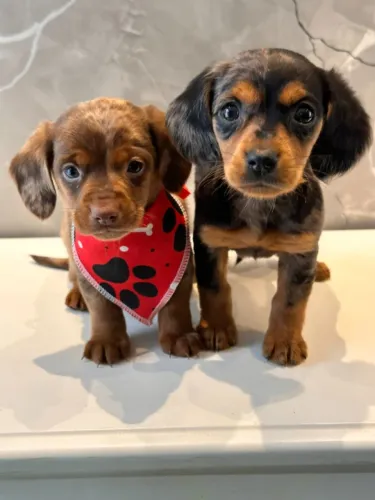 Dachshund perfeitos