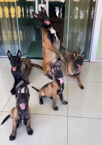 Pastor belga malinois 