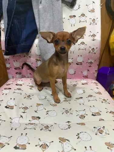 Pinscher miniatura