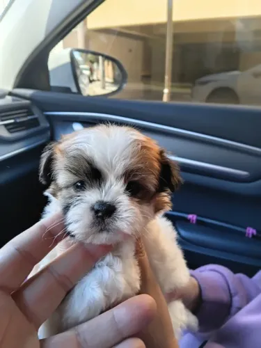 Shihtzu Mini Filhotes Calmos e Silênciosos