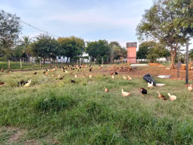Casal pra trabalhar em sítio