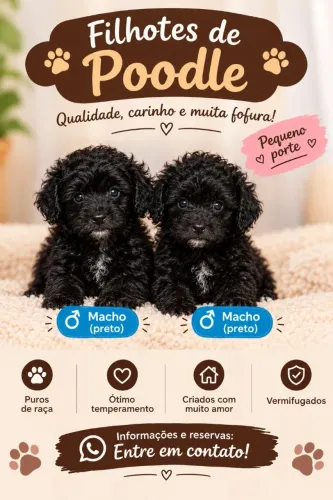 Cachorro poodle