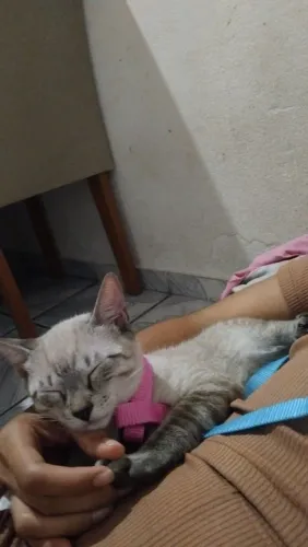 Gatos fofinhos e que querem um lar ?