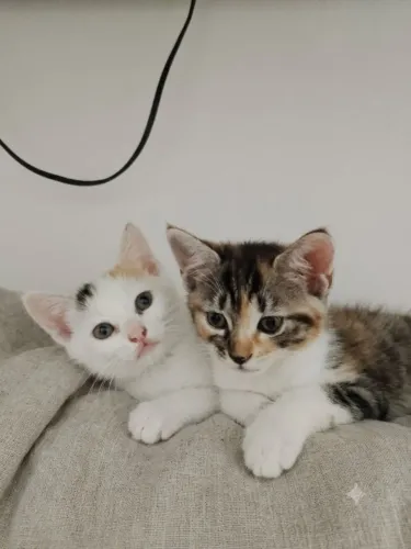 Gatinhos