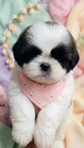 Shih Tzu femea linda