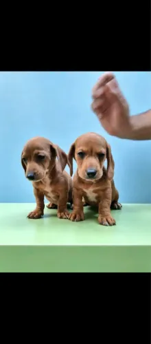 Basset
