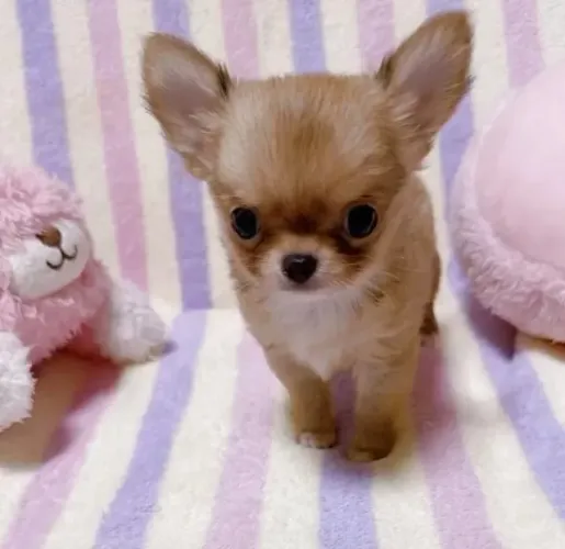 Baby Chihuahua super dócil e com ótima socialização