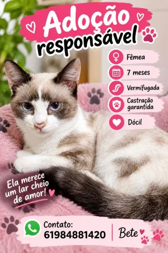 Gatinha para doação