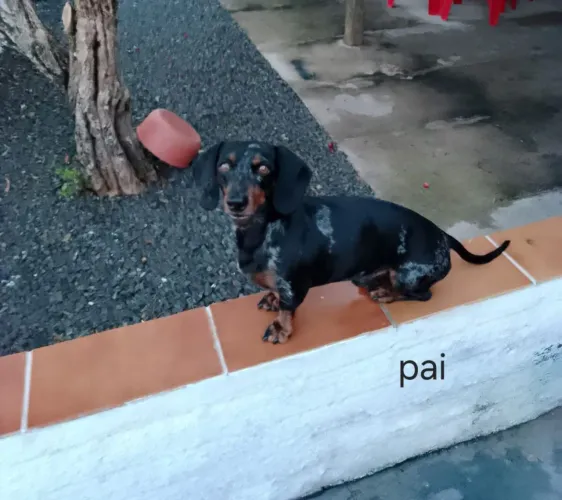 Basset (dachshund)