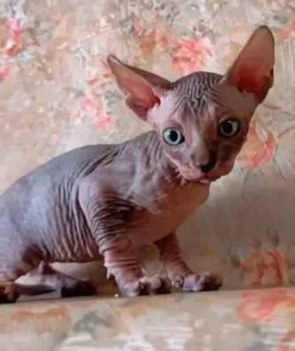 Filhote de gato Sphynx