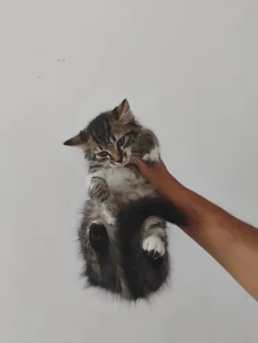 Gatinho raciado com angorá macho 2 meses lindo