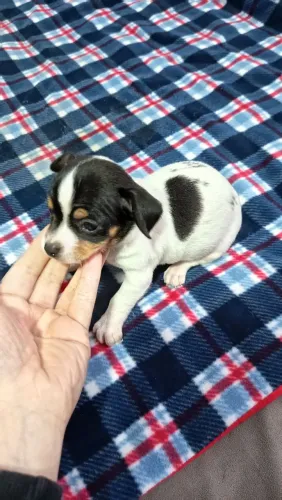 Lindos pinscher filhotes macho e fêmea parcelo
