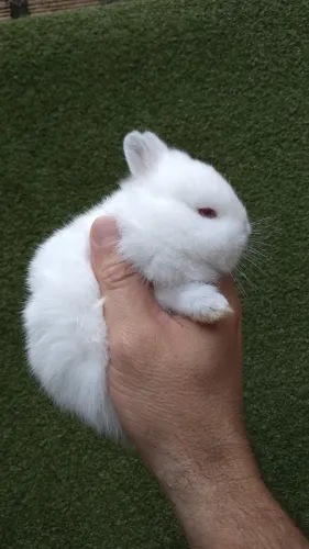 coelhinha top netherland dwarf filhote