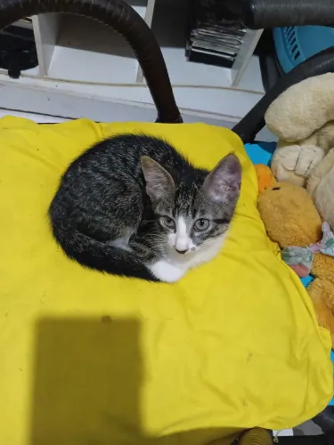Gatas pra adoção