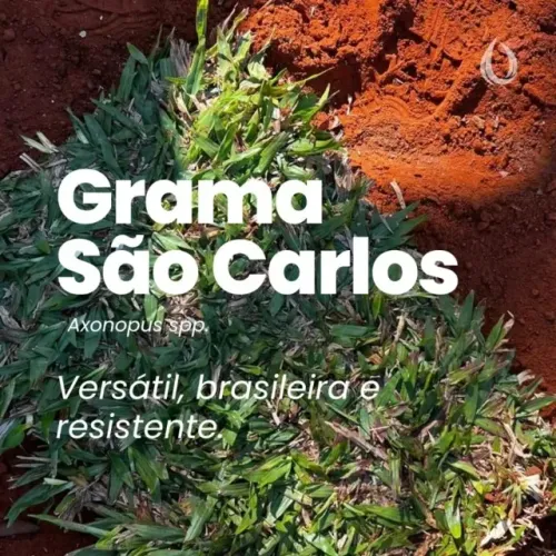 700 Metros de Grama Esmeralda Entrega Imediata