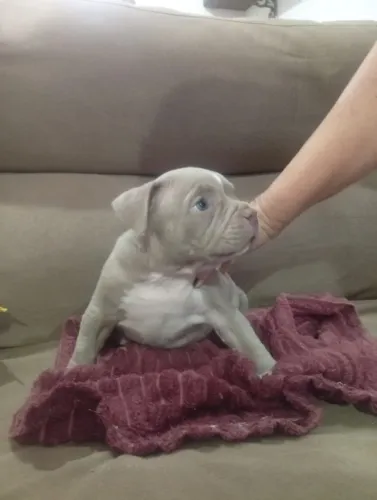 American Bully filhotes 