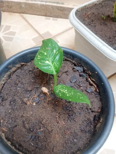 Planta, muda comigo ninguém pode