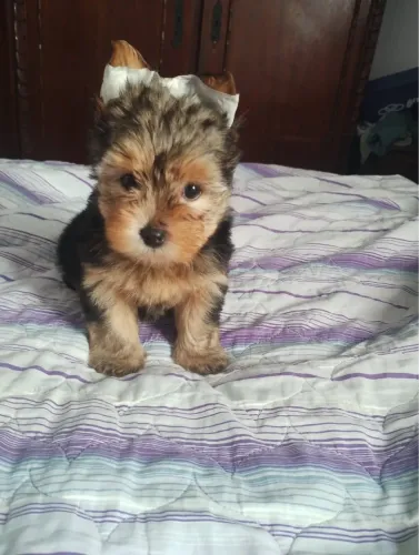 Yorkshire para quem prefere cães de tamanho reduzido