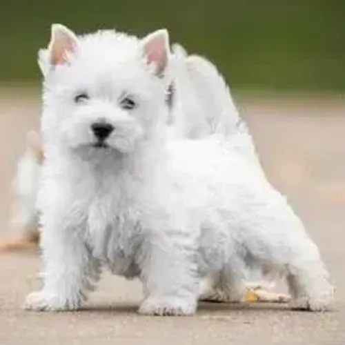 West Terrier Filhote Muito Dócil Disponível