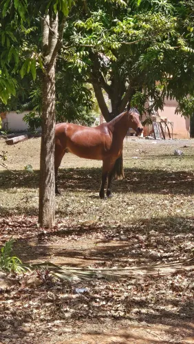 Cavalo marcha picada