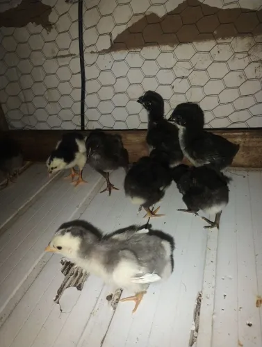VENDO PINTINHOS GSB RAÇA PURA