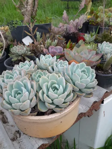 Itens de floricultura (43- *)