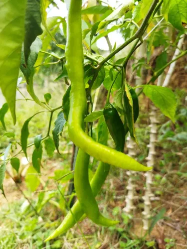 Mudas Pimenta  cayena 