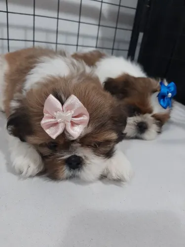 Filhotes de Shih Tzu Pedigree & Garantia de saúde