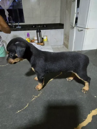 Pinscher n°1