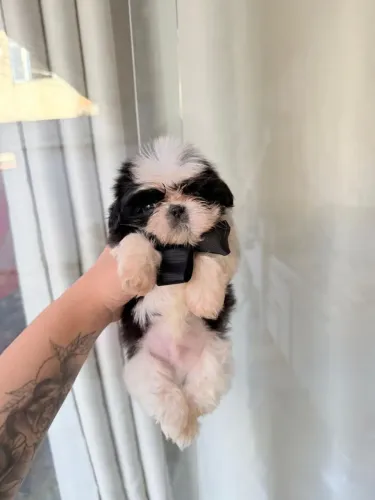 Shitzu macho