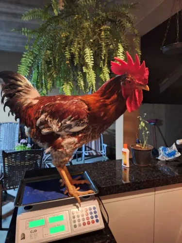 Aves ornamental gsb