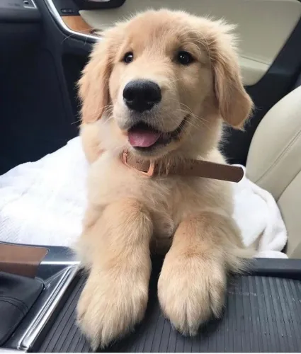 Golden seu filhote já disponível aqui! Macho