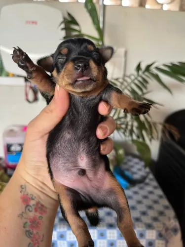Pinscher Macho Canela Seca