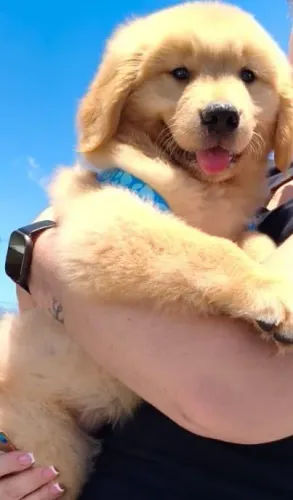Golden Retriver Filhotes liberados pra reserva