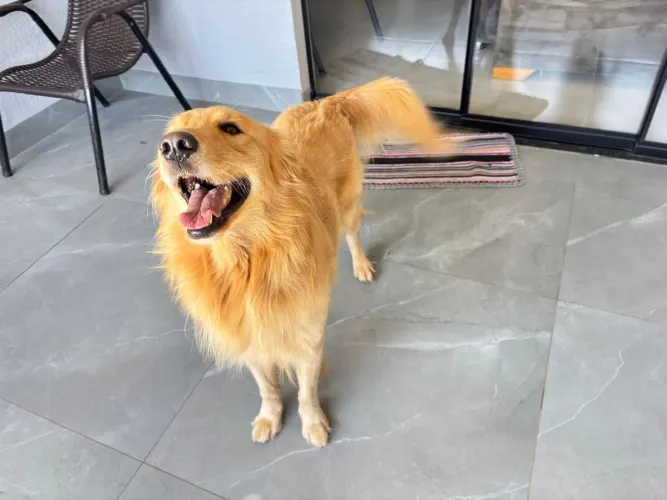 Golden macho 7 meses