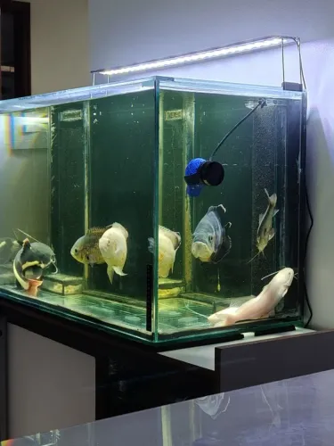 Aquário 180L com Móvel em metalon e Sump 