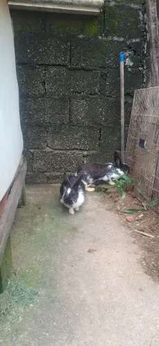 Vendo ou troco por Garninzés duas coelhas mestiças Angorá com Nova Zelândia.