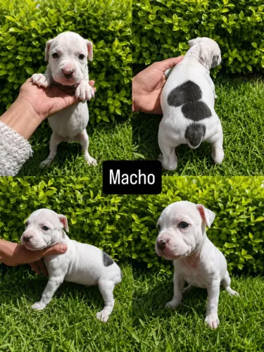 Vendo filhote de pitbull american bully 