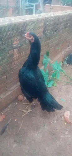 Galinha preta