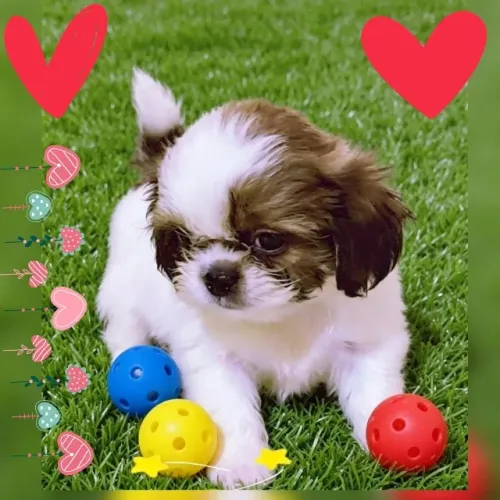 Maravilhoso filhote de Shih tzu macho