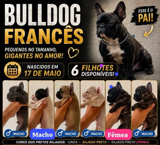 Bull dog francês  