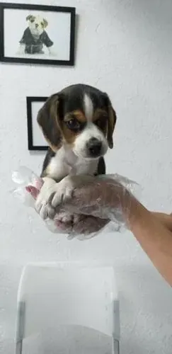 Beagle Curioso e Companheiro | Loja Física + Suporte Pós-Venda