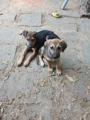 Cachorrinhas : Doação Responsável! 